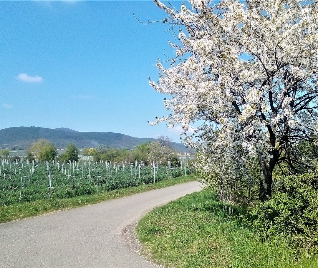 Photo Vineyard landscape